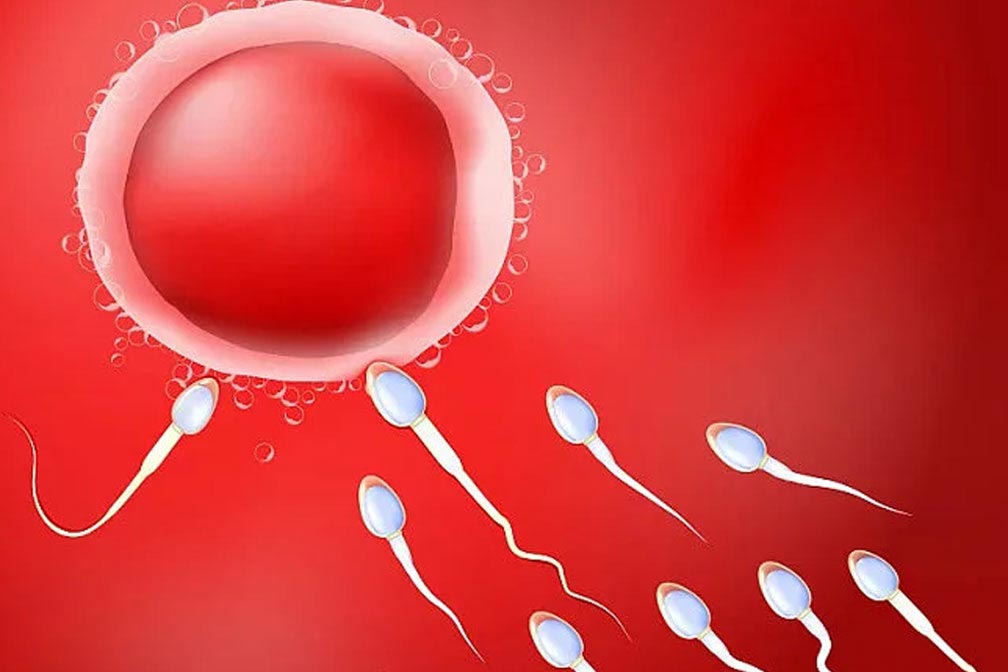 男性精子碎片率高会影响试管婴儿成功率？
