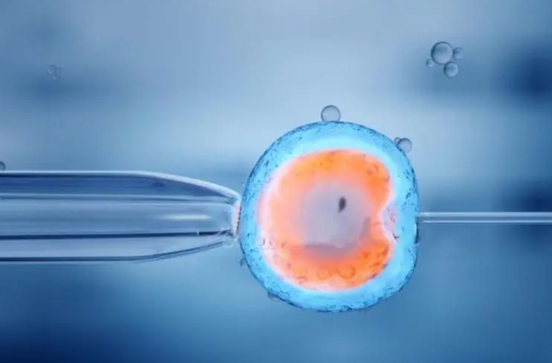 优质胚胎