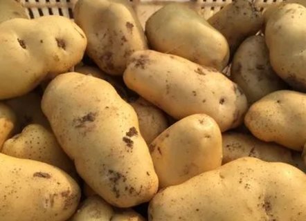 土豆哪些人不宜吃？土豆的禁忌和作用