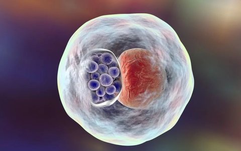 4AA囊胚成功率有多少呀？不同级别囊胚移植成功率